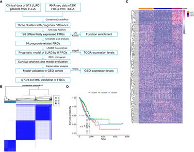 Construction of a Novel Ferroptosis-Related Gene Signature for Predicting Survival of Patients With Lung Adenocarcinoma